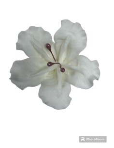 DECORACION PETUNIA GRANDE BLANCA